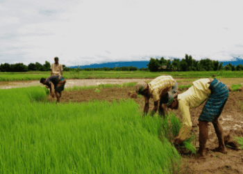 India’s Farm Sector GVA Rises in Q1 FY26; Govt Pushes GST Relief, GM Seeds, and Export Boost