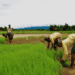India’s Farm Sector GVA Rises in Q1 FY26; Govt Pushes GST Relief, GM Seeds, and Export Boost
