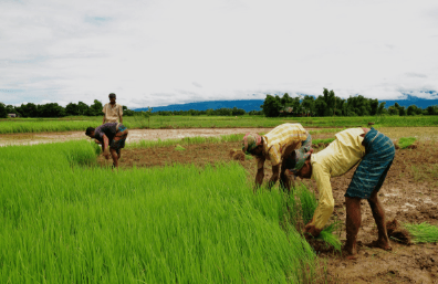 India’s Farm Sector GVA Rises in Q1 FY26; Govt Pushes GST Relief, GM Seeds, and Export Boost