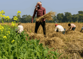 डाळींसाठी आत्मनिर्भरता अभियान