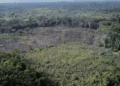 Deforestation Surge