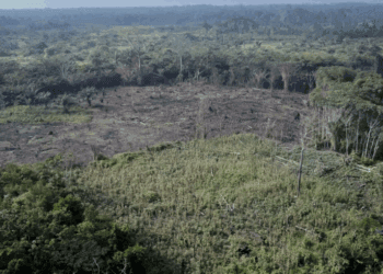 Deforestation Surge