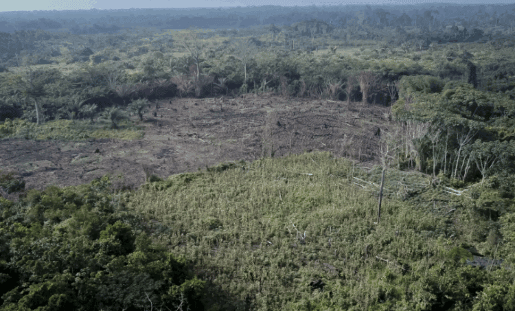 Deforestation Surge