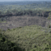 Deforestation Surge