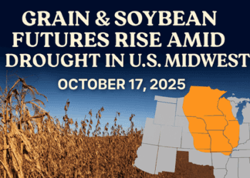 Grain and Soybean