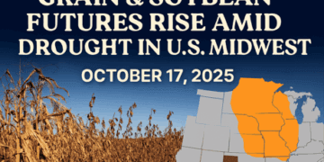 Grain and Soybean