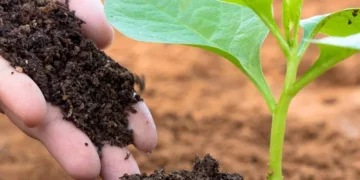 Rising Use of Biofertilizers